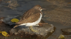 DSCN4010：イソシギ