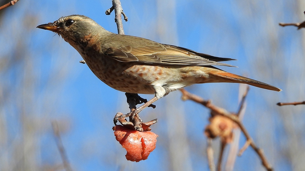 DSCN8903：ハチジョウツグミ