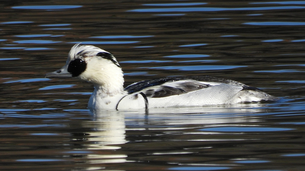 DSCN4873：ミコアイサ（オス）