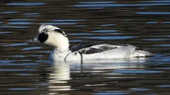 DSCN4873：ミコアイサ（オス）