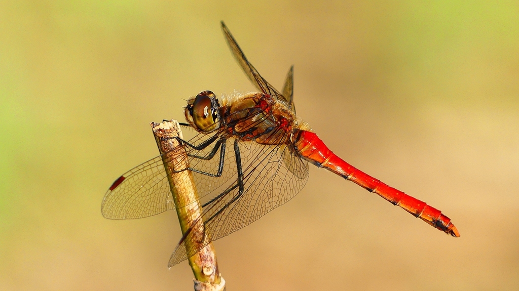 P2320265：アキアカネ（オス）