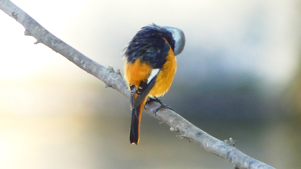 P2330095：ジョウビタキ（オス）