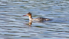 P2360892：ウミアイサ（メス）