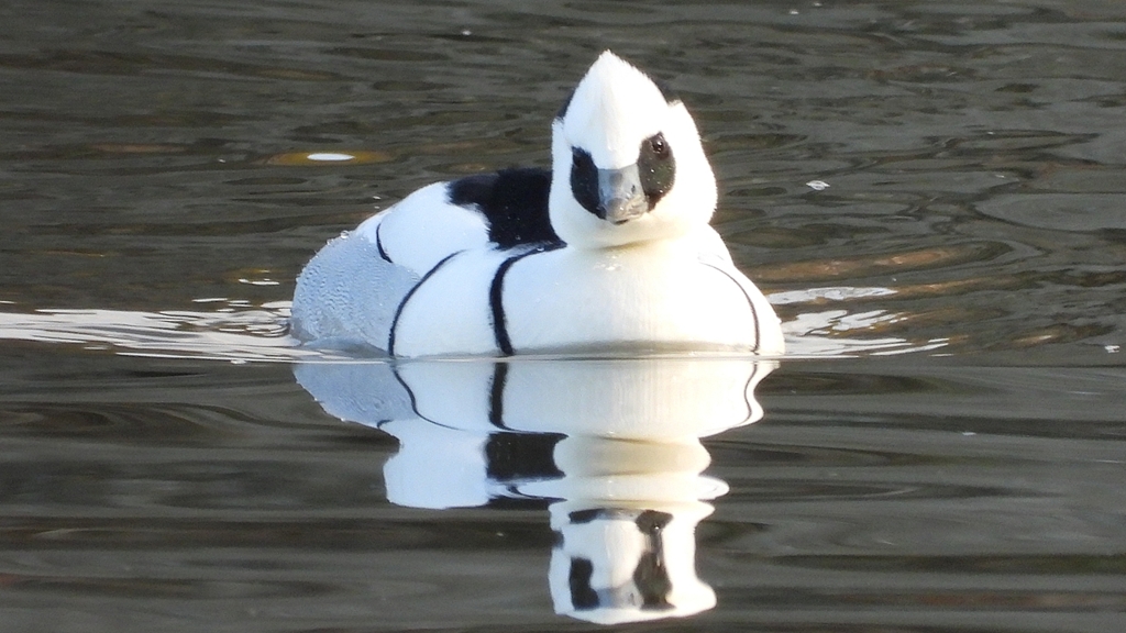 DSCN1909：ミコアイサ（オス）