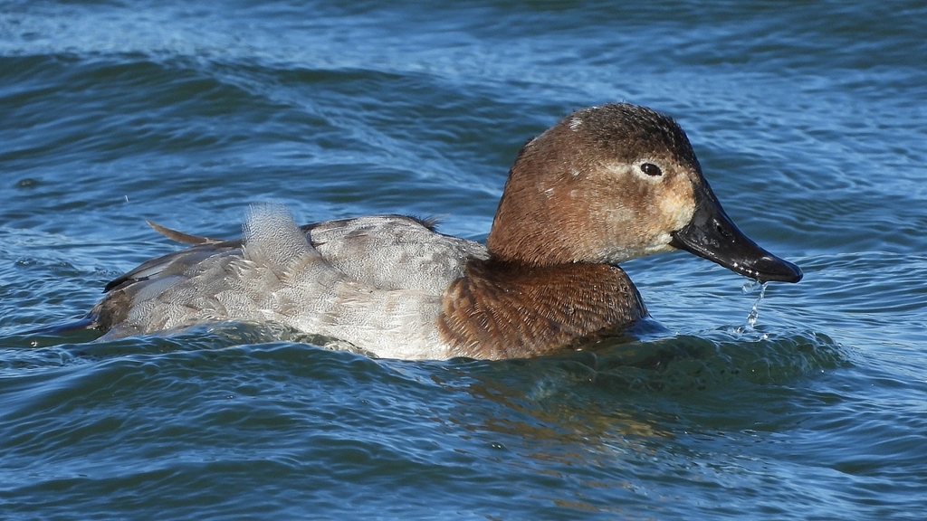 DSCN1013：ホシハジロ（メス）