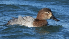 DSCN1013：ホシハジロ（メス）