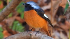 DSCN9072：ジョウビタキ（オス）