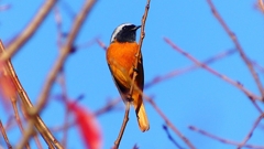 P2360232：ジョウビタキ（オス）