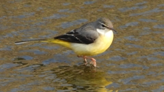 DSCN7494：キセキレイ