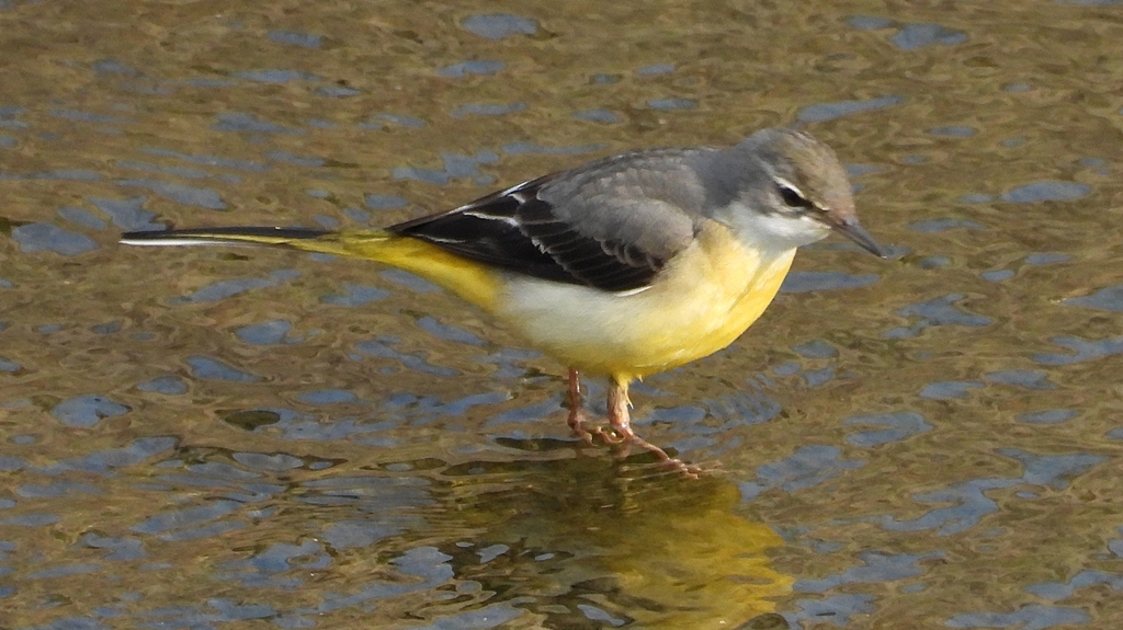 DSCN7488：キセキレイ