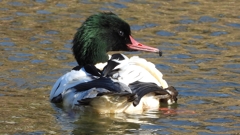 DSCN1765：カワアイサ（オス）