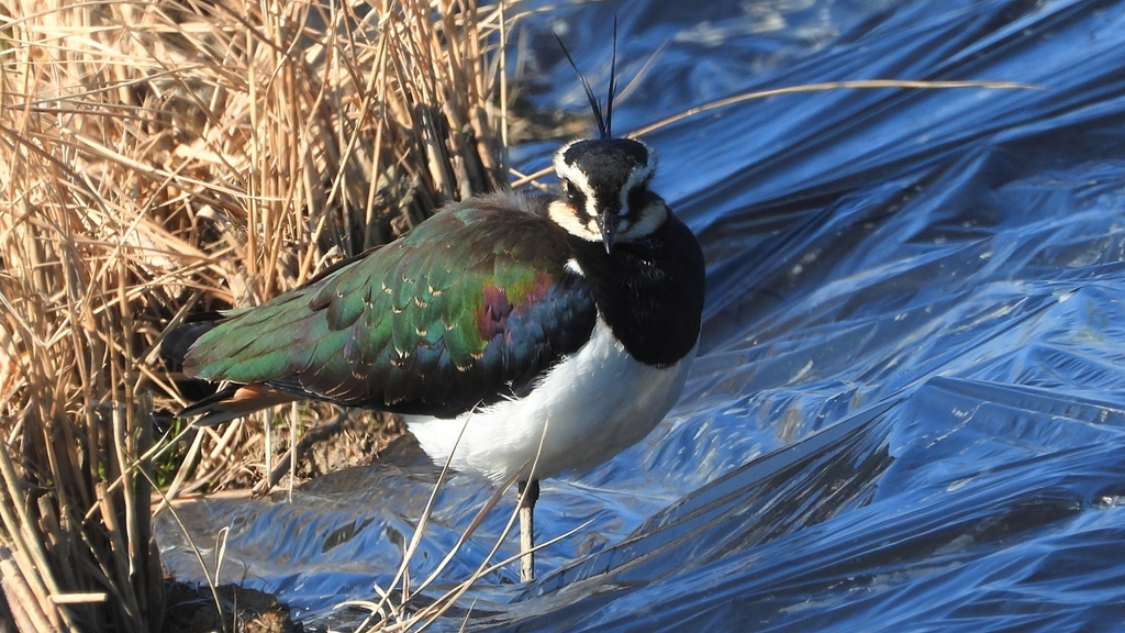 DSCN6683：タゲリ