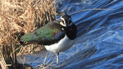 DSCN6683：タゲリ