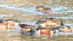 DSCN6110：ハシビロガモ