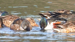 DSCN6078：ハシビロガモ