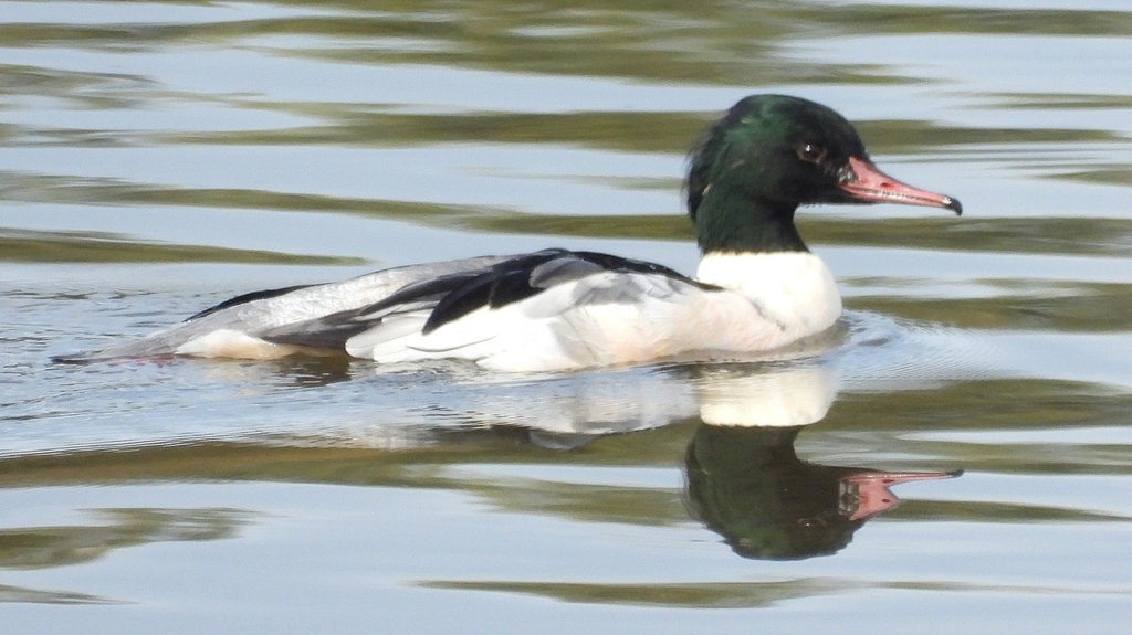 DSCN3117：カワアイサ（オス）