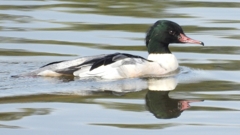 DSCN3117：カワアイサ（オス）