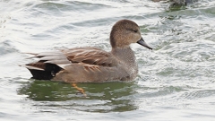 DSCN0666：オカヨシガモ