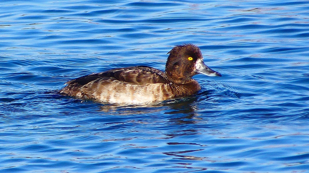 P2380379：キンクロハジロ（メス）