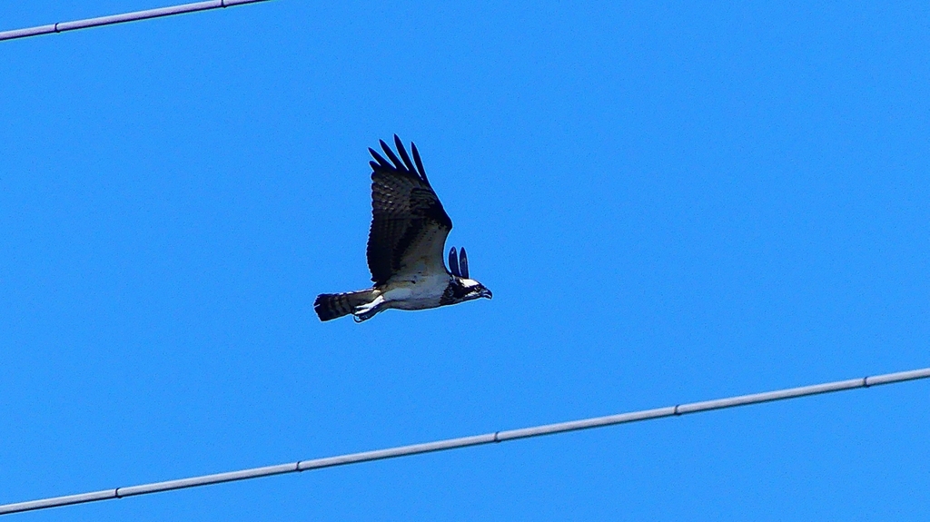 P2270454：飛ぶミサゴ