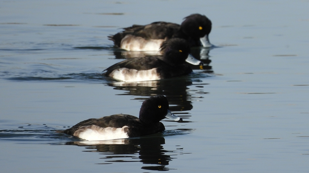 DSCN2902：キンクロハジロ（オス）