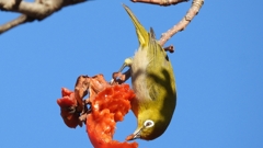 DSCN8712：メジロ