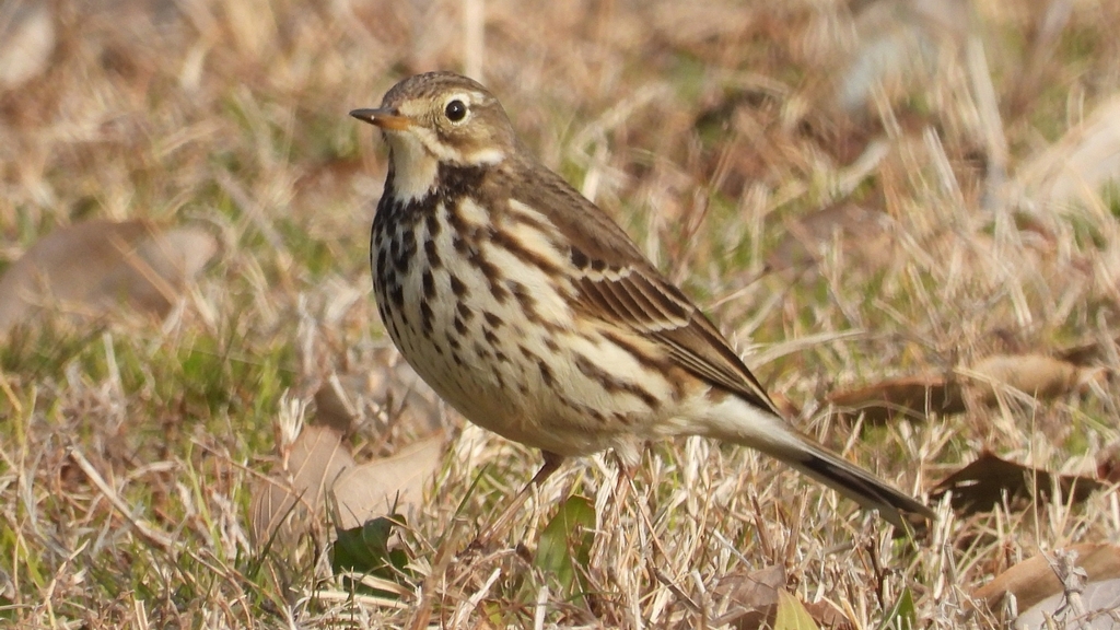 DSCN7572：タヒバリ