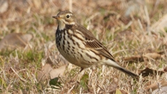 DSCN7572：タヒバリ