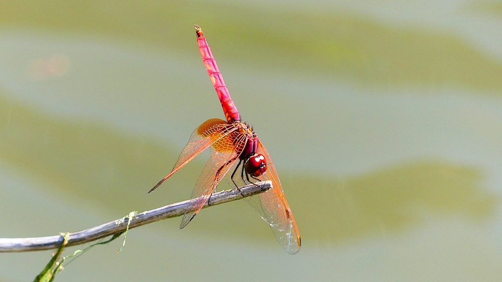P2300764：ベニトンボ（オス）
