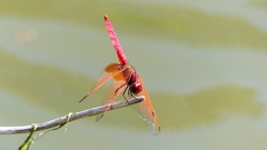 P2300764：ベニトンボ（オス）