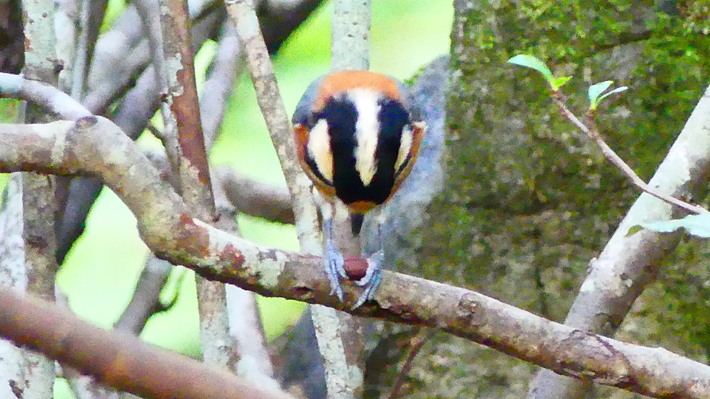 P2330931：ヤマガラ