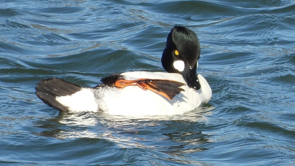 DSCN5619：ホオジロガモ（オス）