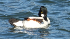 DSCN5619：ホオジロガモ（オス）