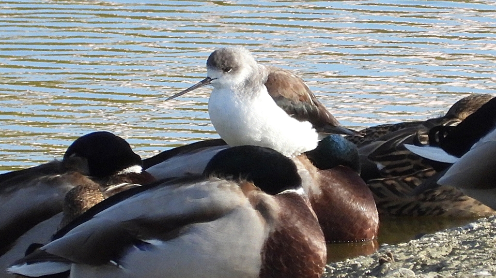 DSCN2130：セイタカシギ他