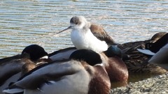 DSCN2130：セイタカシギ他