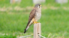 P2340387：チョウゲンボウ