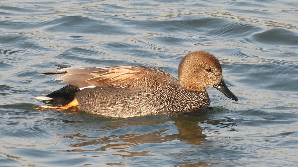 DSCN3885：オカヨシガモ（オス）