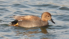 DSCN3885：オカヨシガモ（オス）