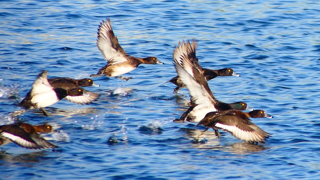 P2380169：飛ぶキンクロハジロ