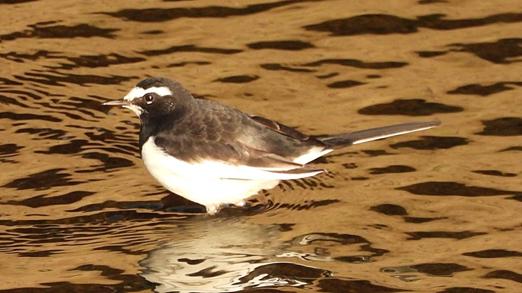 DSCN3726：セグロセキレイ