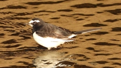 DSCN3726：セグロセキレイ