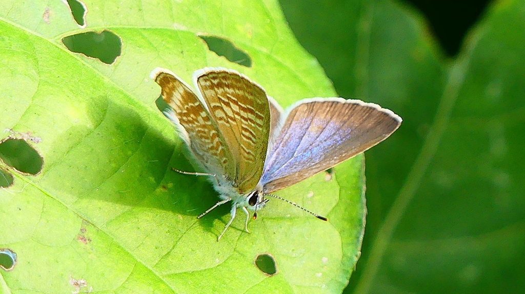 P2280897：ウラナミシジミ
