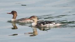 DSCN4563：ウミアイサ