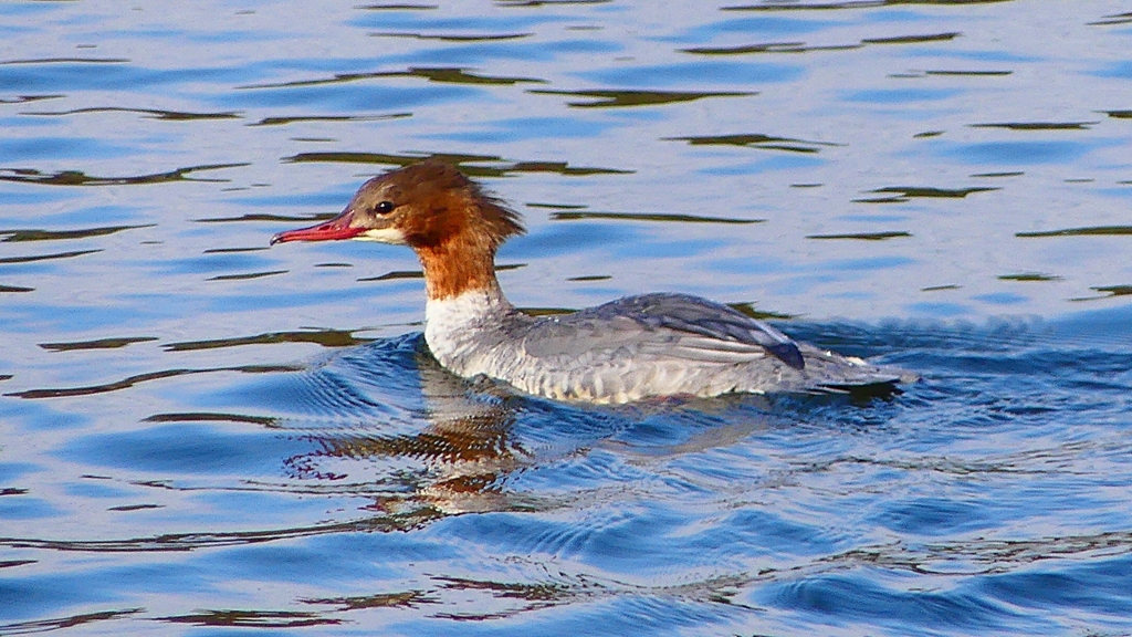 P2390196：カワアイサ（メス）