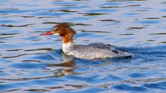 P2390196：カワアイサ（メス）