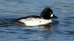 DSCN2680：ホオジロガモ（オス）