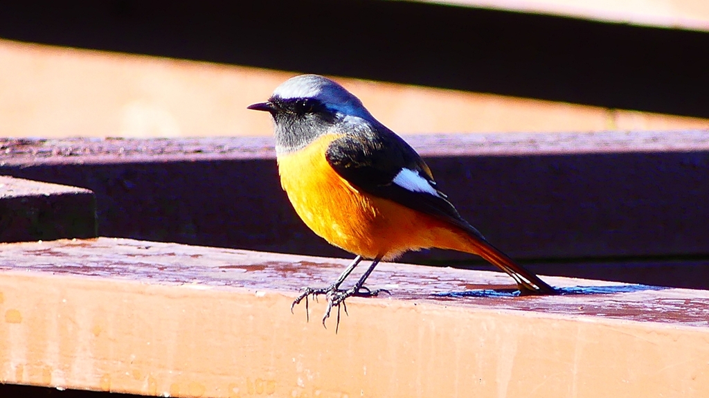 P2370612：ジョウビタキ（オス）