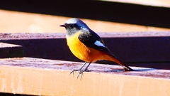 P2370612：ジョウビタキ（オス）