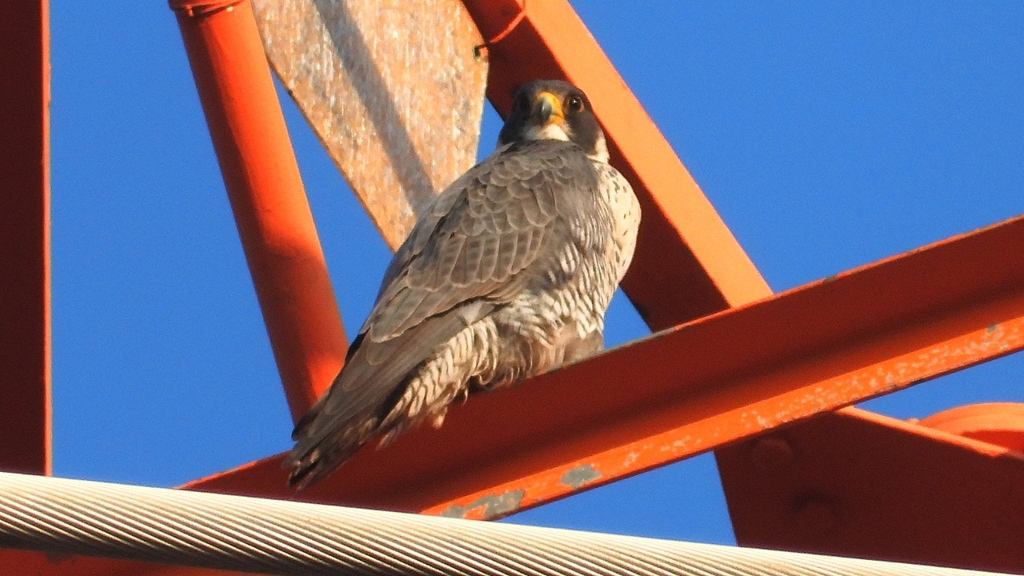 DSCN3752：ハヤブサ