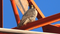 DSCN3752：ハヤブサ